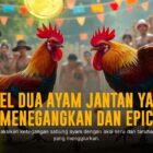 Keunikan Ayam Bangkok: Raja Sabung Ayam di SV388