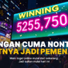 Mengenal Sabung Ayam: Tradisi, Aturan, dan Kontroversi
