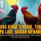 Mengenal Ayam Bangkok: Raja Sabung Ayam yang Mendominasi Arena