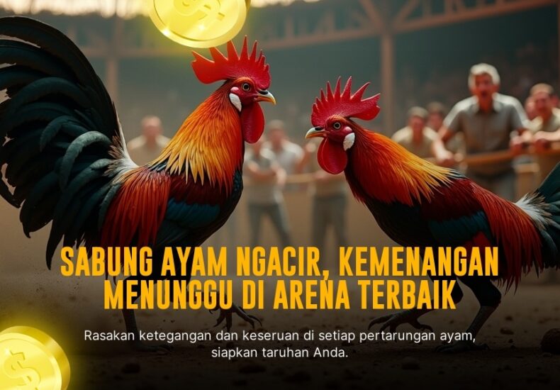 Mengenal Ayam Bangkok, Raja Arena Sabung Ayam Online
