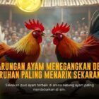Mengupas Jenis Ayam Aduan di SABUNG AYAM SV388