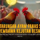 Menguak Pesona SV388: Platform Sabung Ayam Online Terbaik