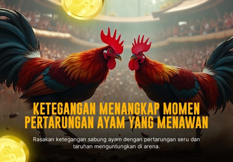 Rahasia Ayam Bangkok dalam Sabung Ayam SV388