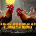 Mengenal Lebih Dekat Ayam Bangkok Asli di Dunia Sabung Ayam
