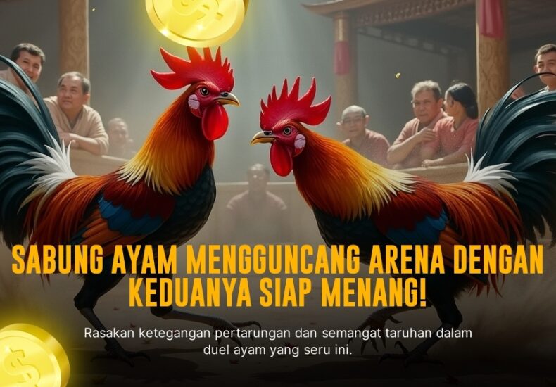 Mengenal Lebih Dekat Ayam Bangkok Asli di Dunia Sabung Ayam