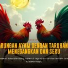 Serunya Sabung Ayam Bersama SV388: Jenis Ayam Aduan dan Peluang Menang