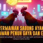 Mengenal Ayam Bangkok: Raja Sabung Ayam dengan Odds Tinggi