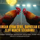 Mengenal Ayam Bangkok: Raja Sabung Ayam yang Mendominasi Arena