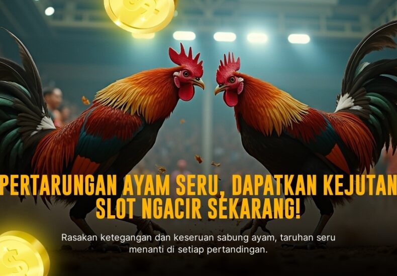 Mengenal Ayam Bangkok: Raja Sabung Ayam yang Mendominasi Arena