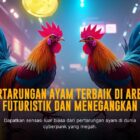 Kenali SV388, Provider Sabung Ayam Terpercaya dengan Odds Terbaik
